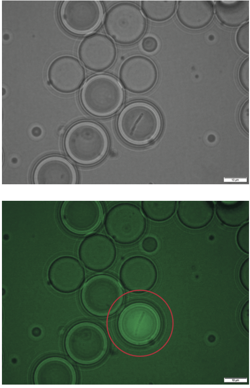 E coli expressing cellulase